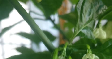 Острый перец, carolina reaper | Пикабу