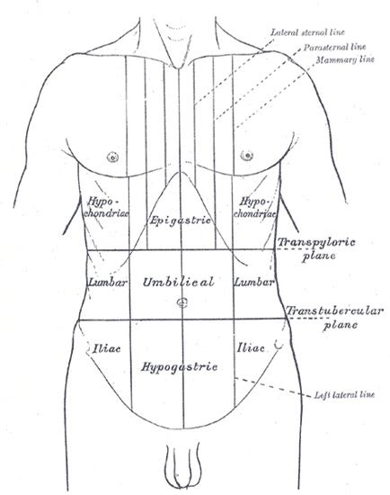 Abdomen