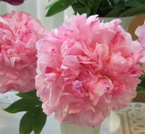 Травянистые : Пион Pink Cotton Candy-Пион Пинк Коттон Кенди