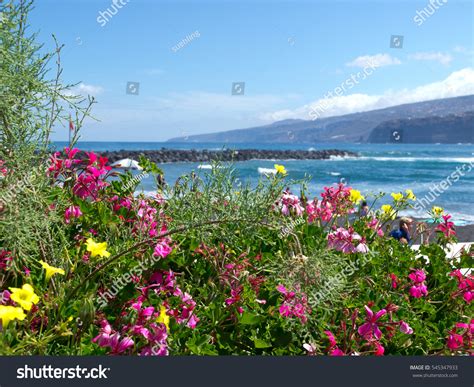 Spring Tenerife Stock Photo 545347933 | Shutterstock