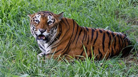 Bangladesh Police Kill Six Alleged Tiger Poachers Bbc News