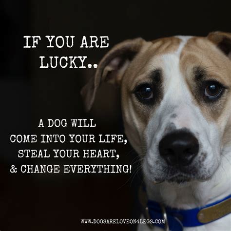 10 Greatest Dog Quotes That Prove A Dog Is The Best T Dogs Are