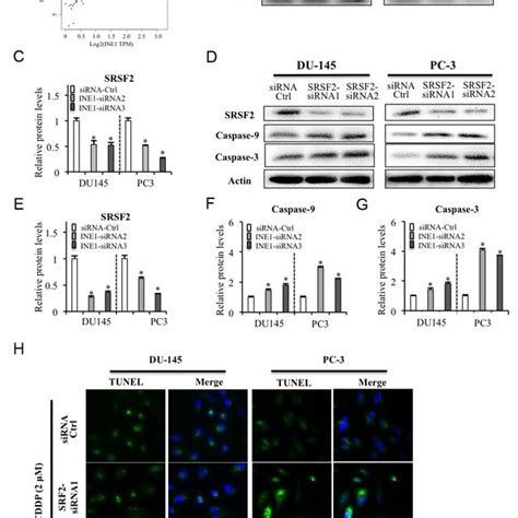 Roles Of INE1 Targeting SRSF2 On Cell Apoptosis In Prostate Cancer