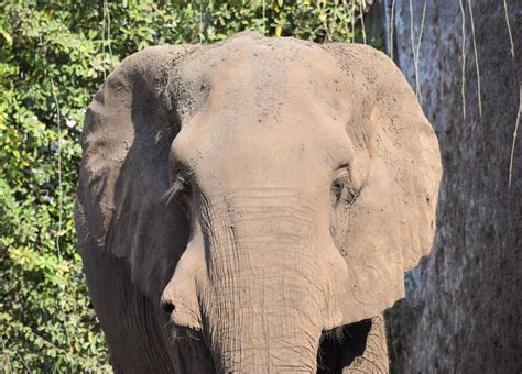 Zoológico De Barranquilla Especies Historia Y Atracciones Zoo Córdoba