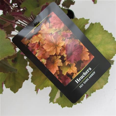 Heuchera REX Dark Amber Heucherarex1 FloraXchange