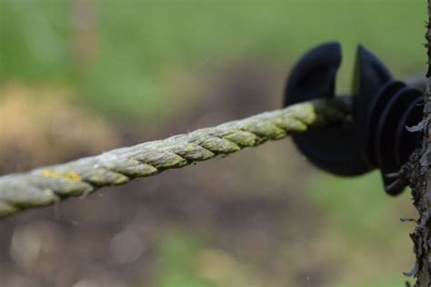 Free Images Grass Branch Fence Barbed Wire Flower Fauna Twig