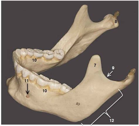 Bio 201 Practical 3 Mandible Diagram Quizlet