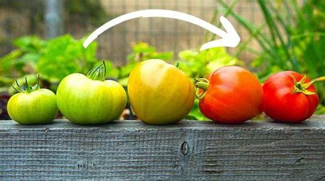 Tomates Vertes Comment les Faire Mûrir Rapidement en Fin de Saison