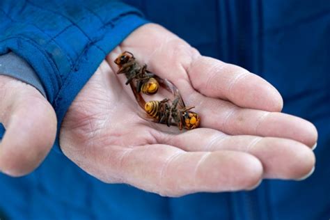 Invasive Yellow Legged Hornet Discovered In Us For First Time Ntd