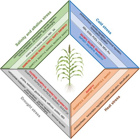 Frontiers Current Advances In The Molecular Regulation Of Abiotic