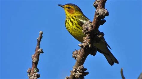 10 Interesting Types Of Small Birds - Habitats & Behaviors