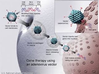 Exerq Gene Doping From The Inside Out