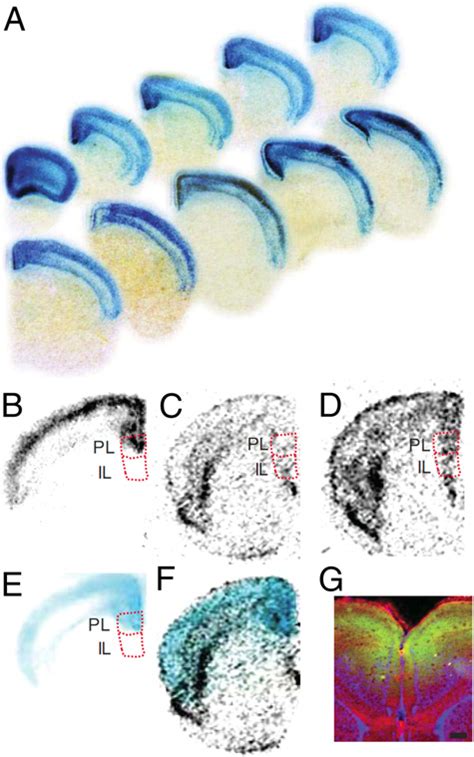 Selective Neocortical BDNF Knockout Mice A Cortex Cre Mice Were