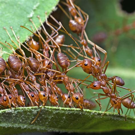 Pavement Ant Bites