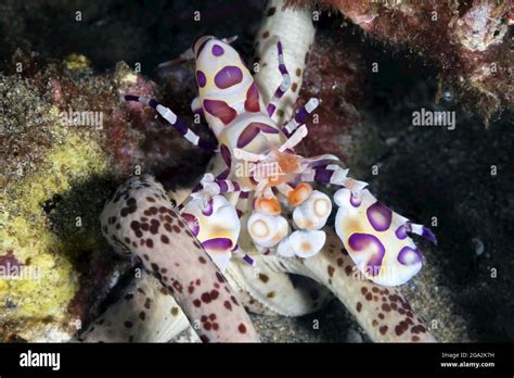 Harlequin Shrimp Hymenocera Picta Feeding On A Starfish Asteroidea