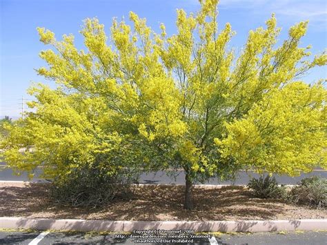 Parkinsonia florida - Alchetron, The Free Social Encyclopedia