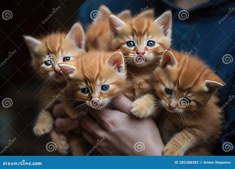 Hugging Many Kittens A Bouquet Of Kittens Hands Hugs A Lot Of Kittens