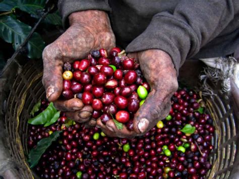 El Salvador Coffee (Full Details) – Bia Coffee