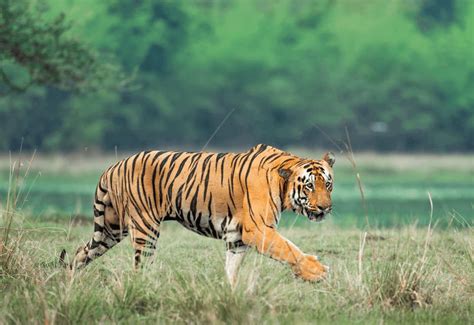 Safari Zones In Bandhavgarh National Park And Tiger Reserve