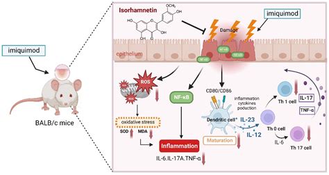 Mechanisms and Effects of Isorhamnetin on Imiquimod-Induced