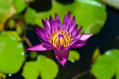 Lotus Vs Water Lily Key Differences Cutting Edge Plants