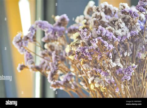 statice flower bouquet in the vase Stock Photo - Alamy