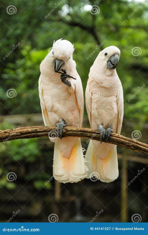 White Pair lovebirds stock image. Image of beak, parrot - 44141527