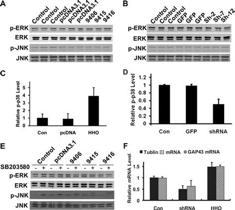 Figure S4 Effect Of Heparanase Overexpression Or Knockdown On