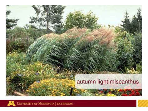 Ppt Ornamental Grasses For Minnesota Powerpoint Presentation Free