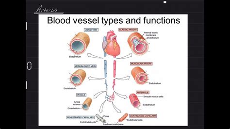 Blood Vessels Youtube