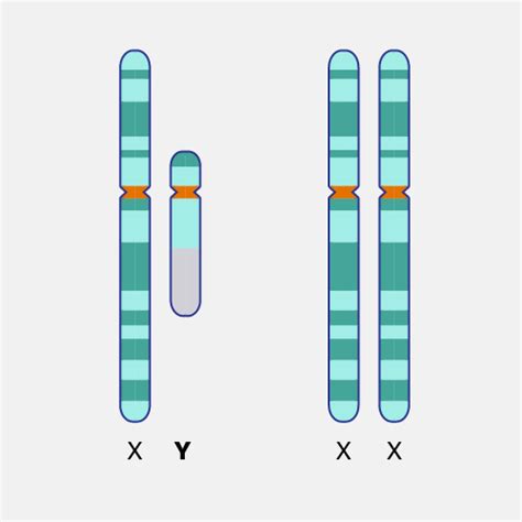 Sex Chromosome