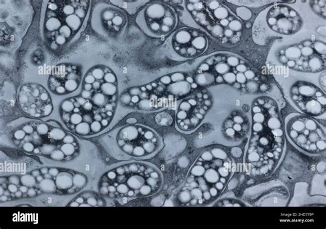 Chloroplast With Starch Immagini E Fotografie Stock Ad Alta Risoluzione