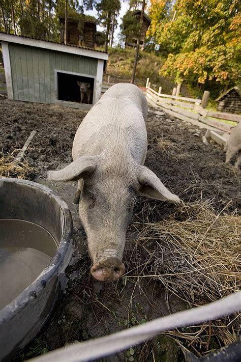 Hog Pen Background Images Hd Pictures And Wallpaper For Free Download
