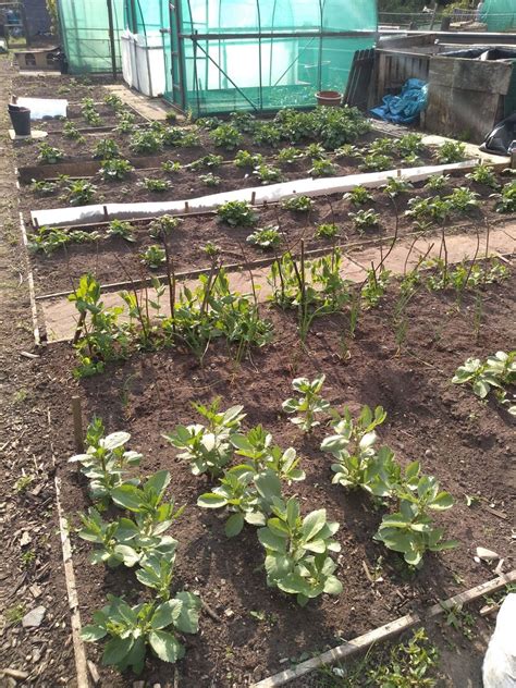 Simple Vegetable Gardens