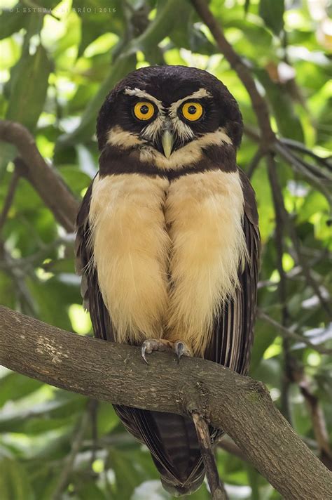 Pulsatrix Perspicillata Spectacled Owl Búho De Anteojo Flickr