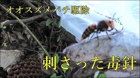 オオスズメバチ駆除刺さった毒針 YouTube