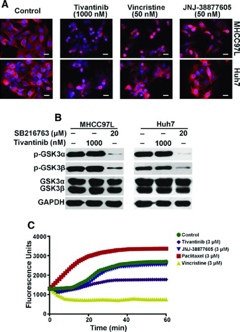 Tivantinib Induces Microtubules Depolymerization In HCC Cells