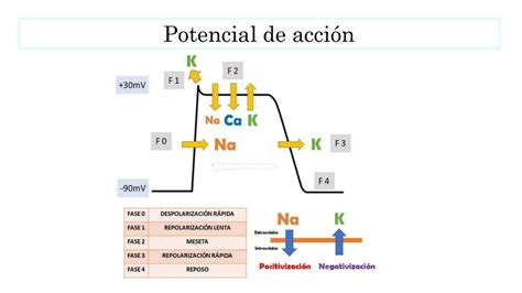 Resúmenes de potencial de acción cardíaco Descarga apuntes de