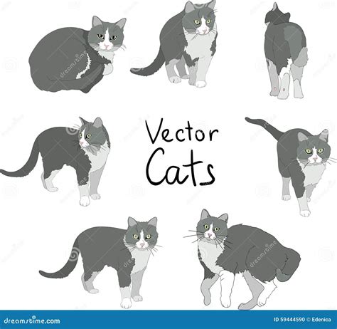 Cats Poses Set Stock Vector Illustration Of Element 59444590