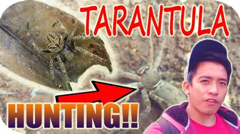 Tarantula Hunting At Gagamba Collection Youtube