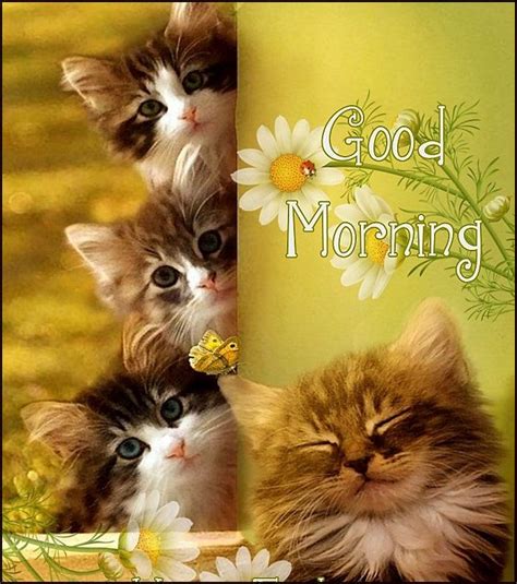 Good Morning Good Morning Cute Cats Compilation Video