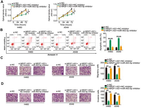 Long Noncoding Rna Nr2f1 As1 Promotes The Malignancy Of Non Small Cell