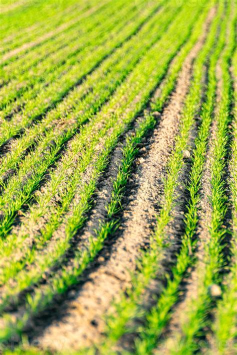 view of the furrows in the ground of a sprouting rye planting 53198993
