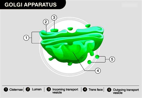 Golgi Apparatus: Structure, Functions and Importance