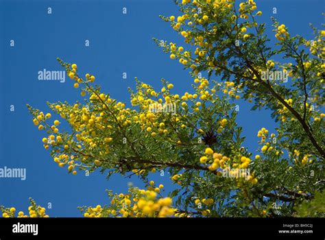 Bright Yellow Acacia Flowers In The Karoo South Africa Stock Photo Alamy