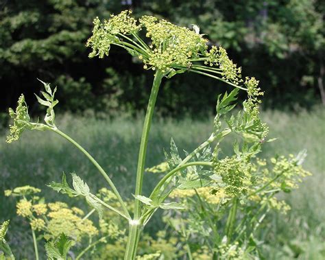 How To Identify Poison Hemlock And Wild Parsnip The Observer