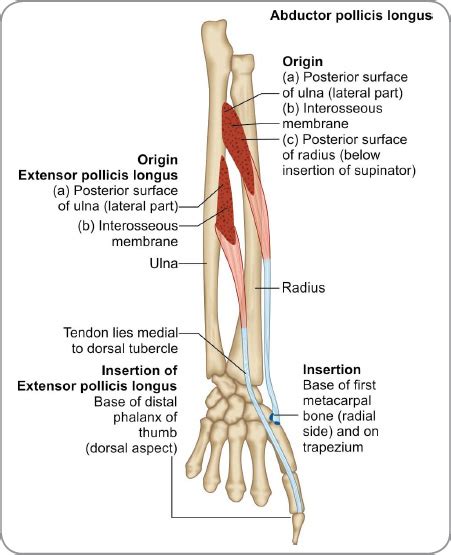 Palmaris Longus Origin And Insertion