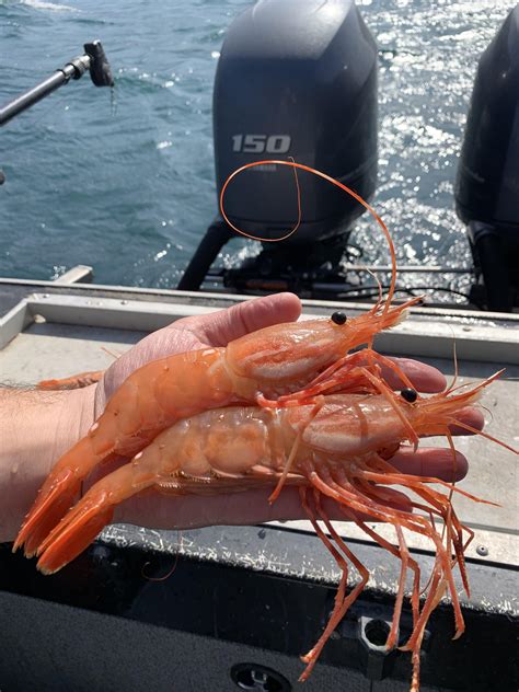 Freshly Caught Shrimp Whittier Alaska R Pics