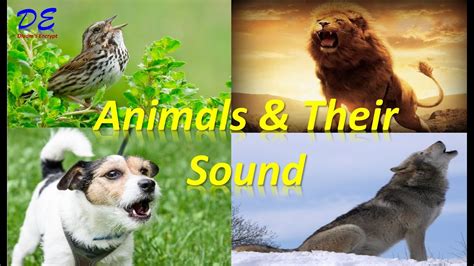 Animals And Their Sound Animals Sound Sound Made By Animals Animals