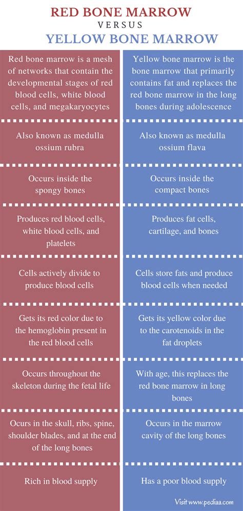 Difference Between Red and Yellow Bone Marrow | Definition ...